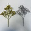רימונים